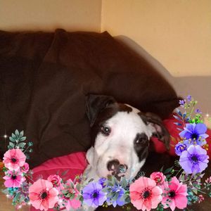 Meet your Posher, Dawn